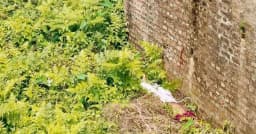 মাগুরছড়ায় রেলসেতুর নিচে যুবকের মরদেহ উদ্ধার