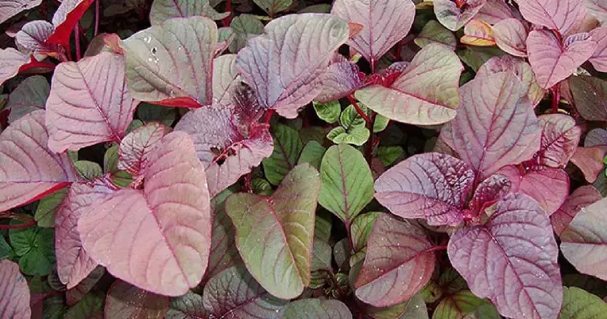 নারীদের সুস্থতা সুরক্ষায় লালশাক খাওয়া যে কারণে জরুরি