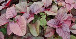 নারীদের সুস্থতা সুরক্ষায় লালশাক খাওয়া যে কারণে জরুরি