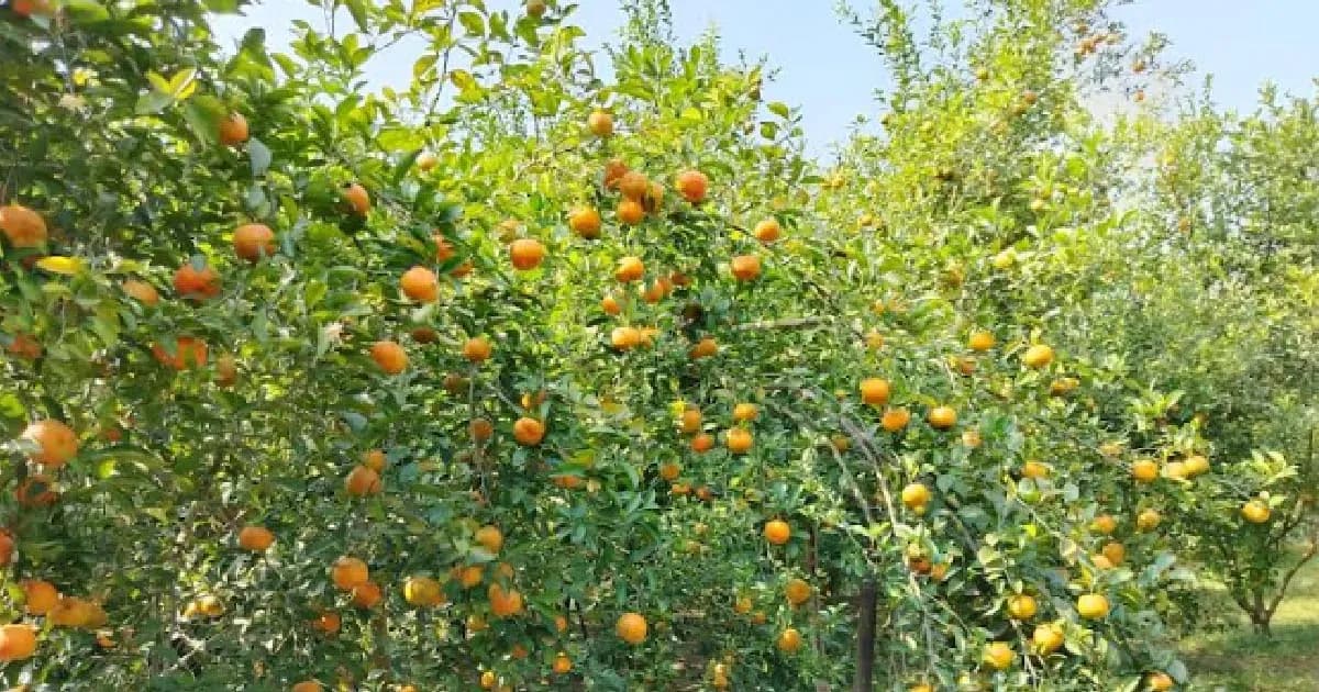 শিবচরে কমলার বাগানে সাফল্যের জোয়ার