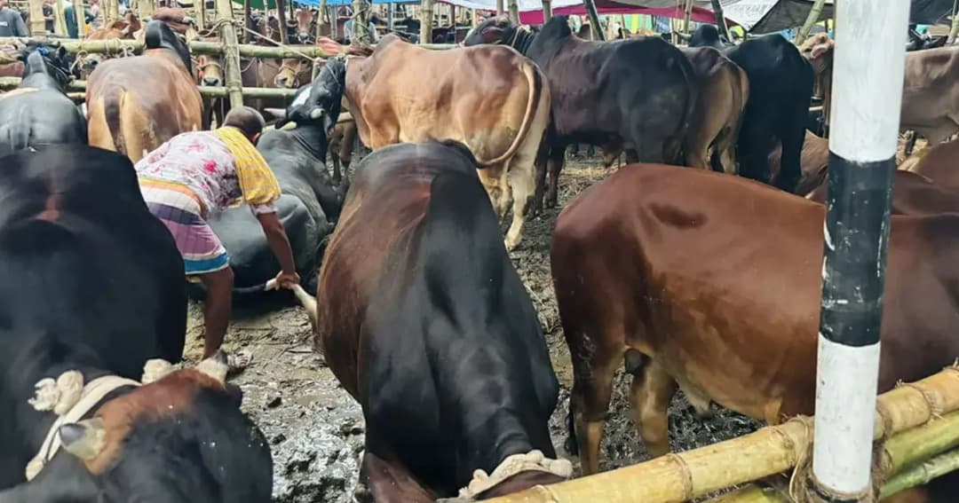 বৃষ্টিতে কাদামাখা পশুর হাট, চরম দুর্ভোগে ক্রেতা-বিক্রেতারা