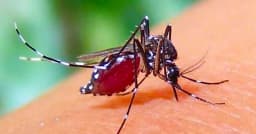 ডেঙ্গুতে আরও ৭ জনের মৃত্যু, হাসপাতালে ভর্তি ১৫৯৩