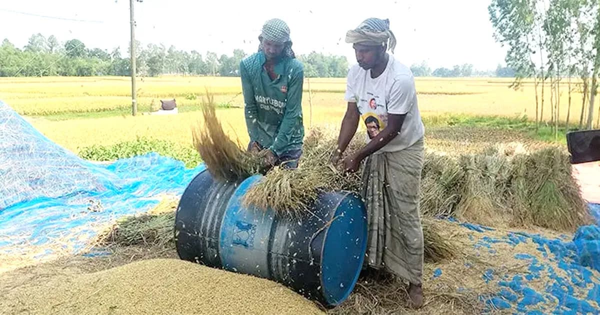 ‘ধানের মণ ৮০০ টাকা, আর কামলার মজুরি ১২০০ টাকা'