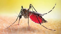 ২৪ ঘণ্টায় ডেঙ্গুতে ১২ জনের মৃত্যু, হাসপাতালে ভর্তি ৭৪০