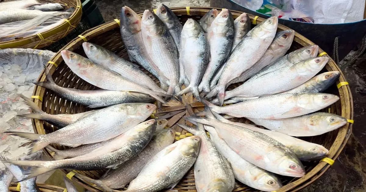 ভারত থেকে ইলিশ আমদানি বন্ধ, বাতিল ১০৩ সনদ