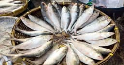ভারত থেকে ইলিশ আমদানি বন্ধ, বাতিল ১০৩ সনদ
