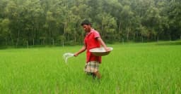 ৬৪ জেলায় চাহিদা অনুযায়ী অক্টোবরে শতভাগ সার পাবে কৃষকরা