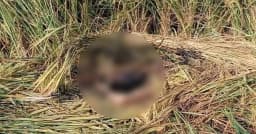 ভেড়ামারায় মুখ পুড়িয়ে অজ্ঞাত ব্যক্তিকে হত্যা