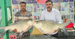 পদ্মার দুই কাতল ও এক পাঙাশ লাখ টাকায় বিক্রি, কিনলেন ইরাকপ্রবাসী