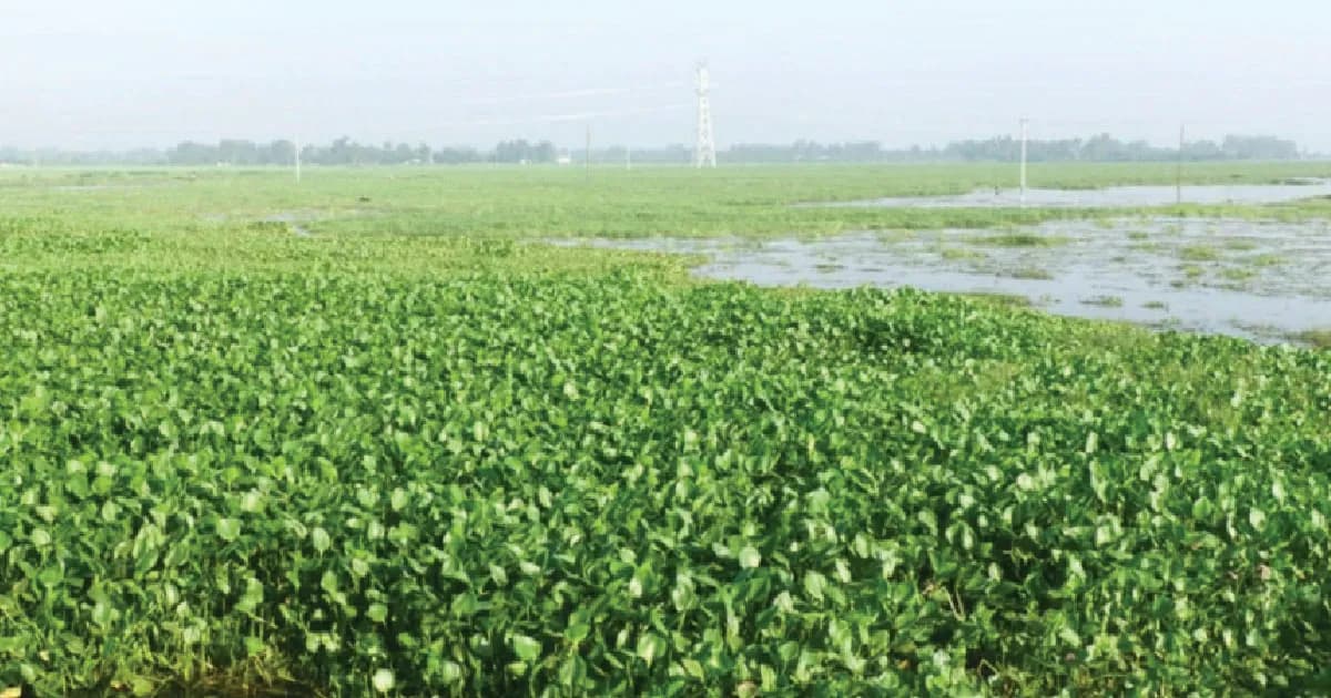 চলনবিলে কচুরিপানা এখন কৃষকদের বুকে কাটা