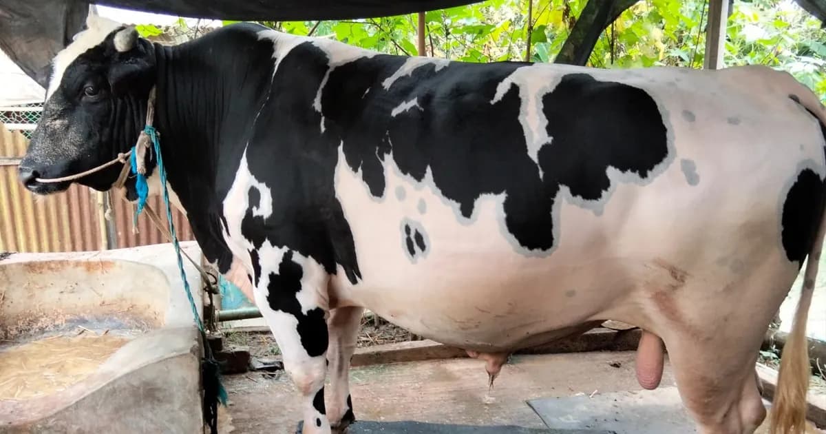 ময়মনসিংহে আলোচনায় ৩৫ মণের ‘সাদাময়না’