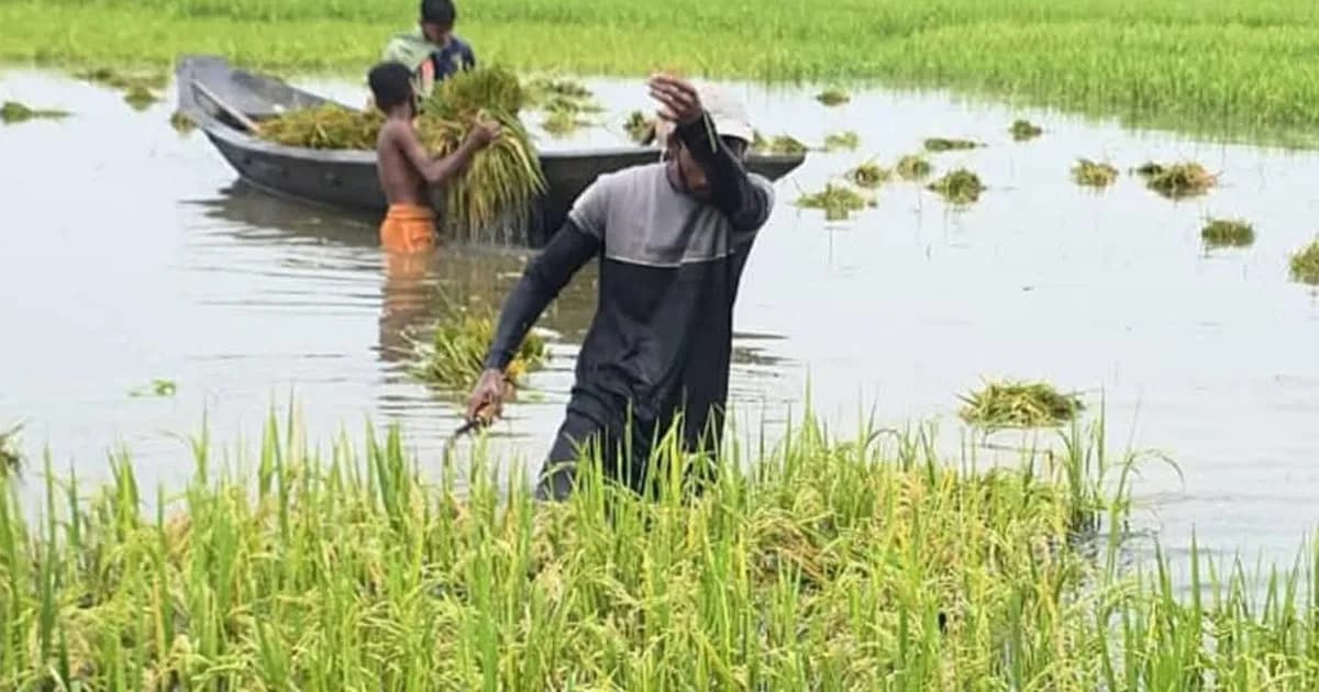 ধর্মপাশায় বোর ধান পানির নিচে, রোজ শ্রমিক মজুরি ১২০০ টাকা