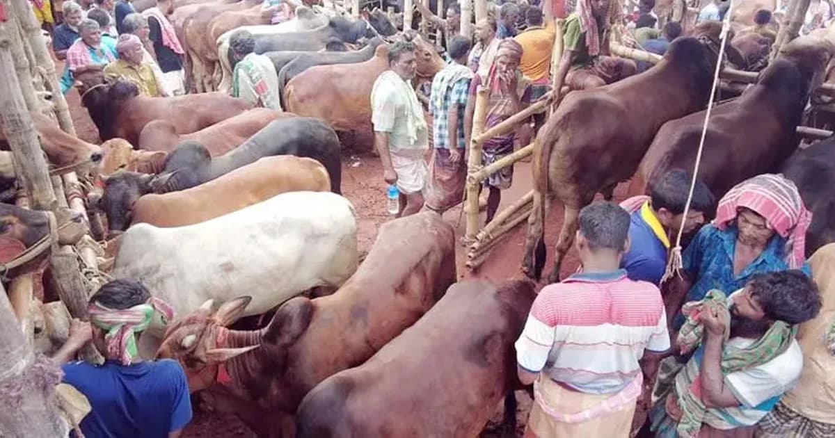 দেশি পশুতেই জমবে কোরবানির বাজার, লাভবানের আশাবাদী খামারিরা