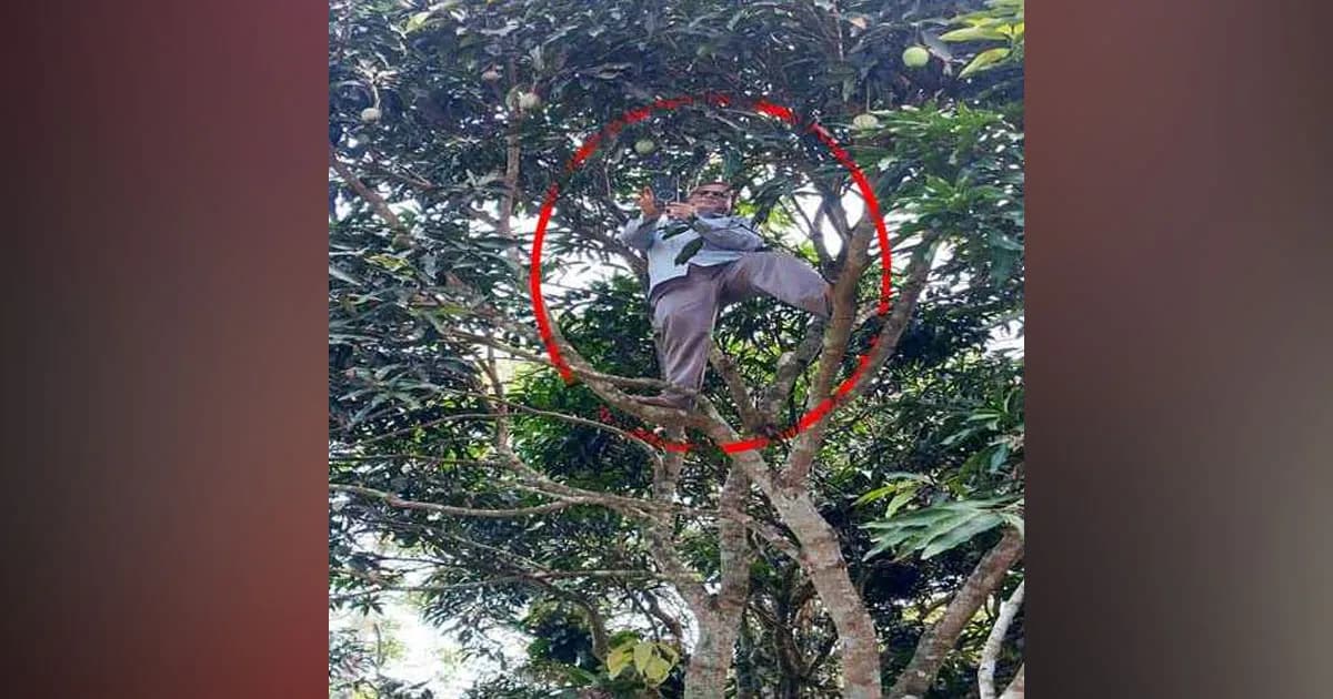অনলাইনে হাজিরা দিতে গাছের মাথায় শিক্ষক