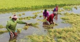 হাওরে দুই হাজার টাকায়ও মিলছে না ধান কাটার শ্রমিক