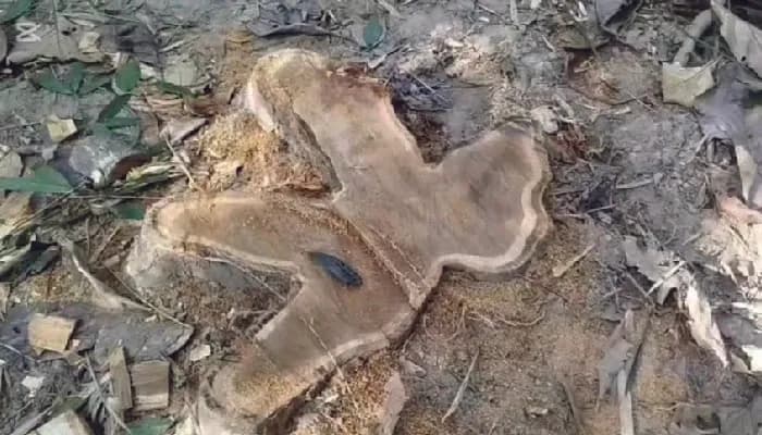 চুনারুঘাটে সক্রিয় বনদস্যু, উজাড় হচ্ছে বন