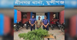 শ্রীনগরে গাঁজার গাছসহ যুবক আটক
