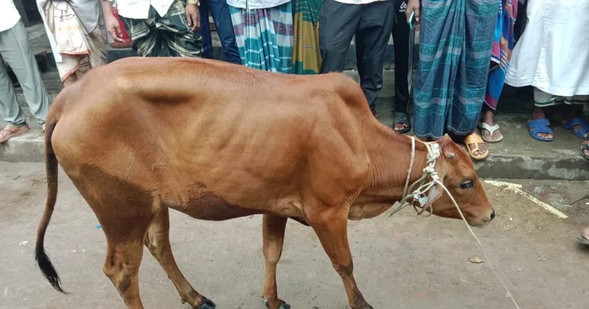 কশাইয়ের গোয়ালঘরে মিলল চুরি হওয়া গরু, আটক ২