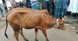 কশাইয়ের গোয়ালঘরে মিলল চুরি হওয়া গরু, আটক ২