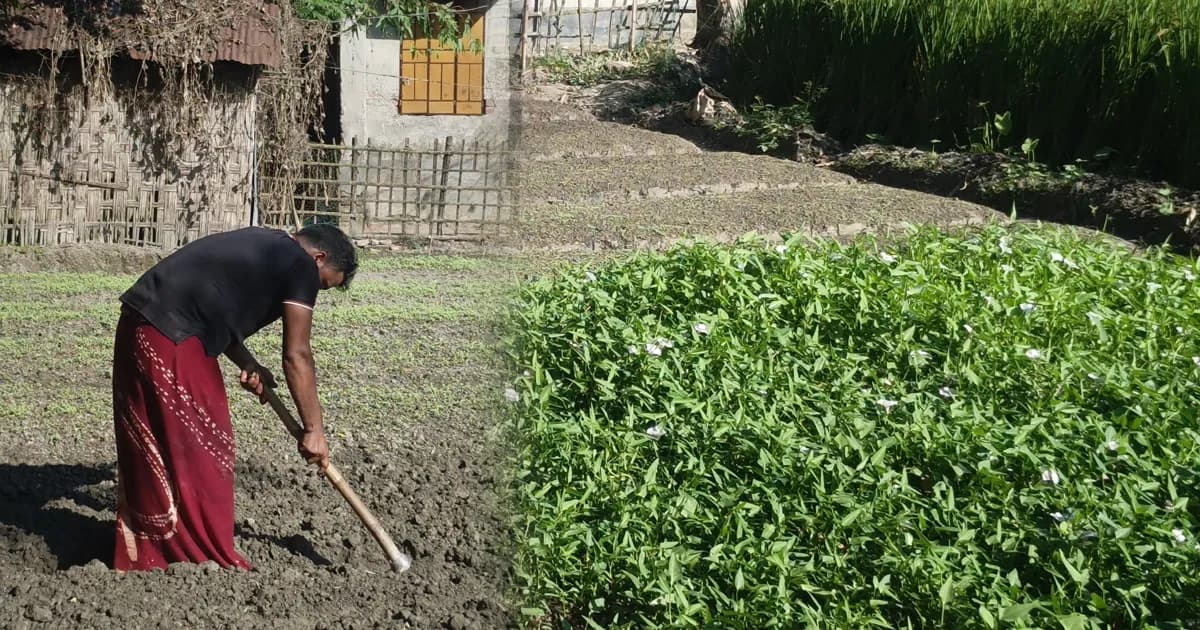 শীতকালীন ও আগাম সবজি চাষে ব্যস্ত সময় পার করছেন কৃষকরা