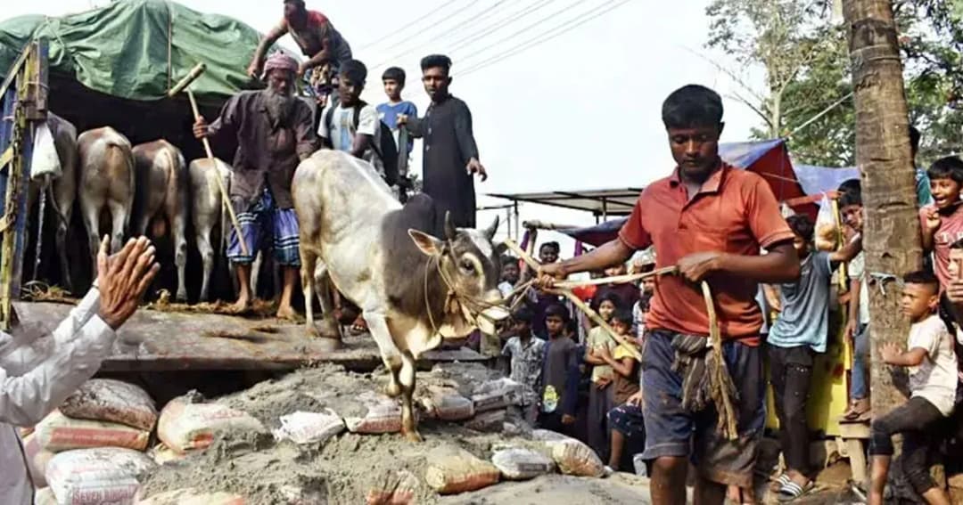 ঢাকায় ১৯ পশুর হাটের ইজারা চূড়ান্ত, সর্বোচ্চ দর কোথায়?