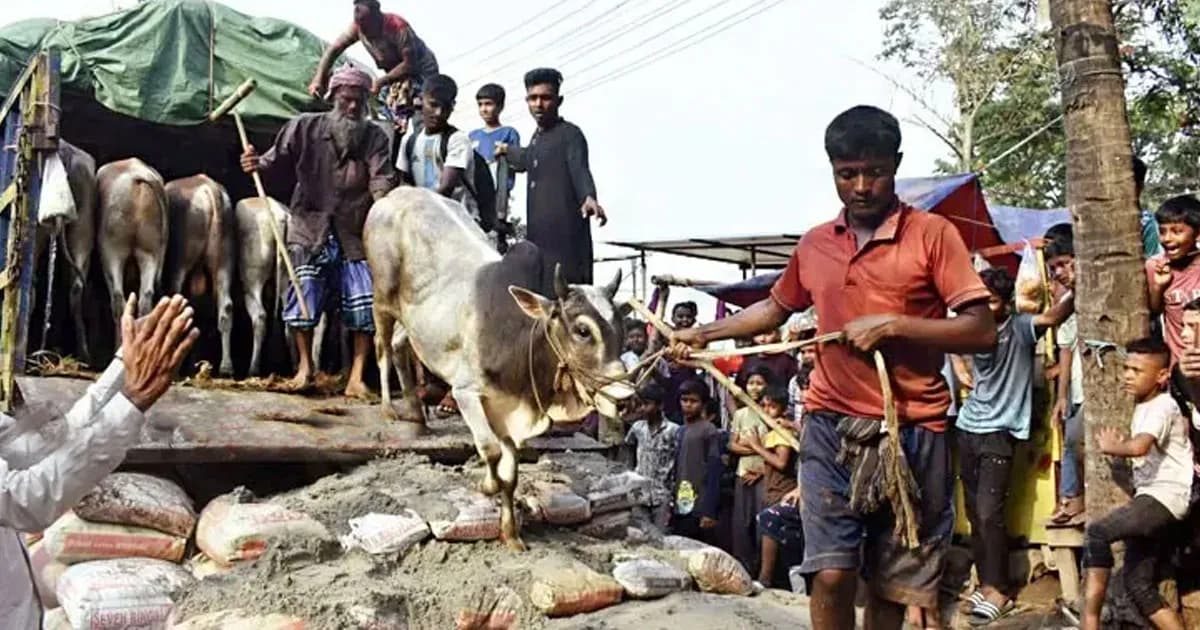 ঢাকায় ১৯ পশুর হাটের ইজারা চূড়ান্ত, সর্বোচ্চ দর কোথায়?