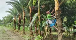 খেজুর গাছ তোলা নিয়ে ব্যস্ত সময় পার করছে গাছিরা