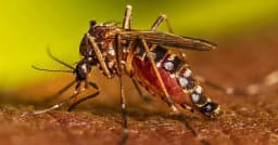 ডেঙ্গুতে ১ দিনে আরও ৪ জনের মৃত্যু