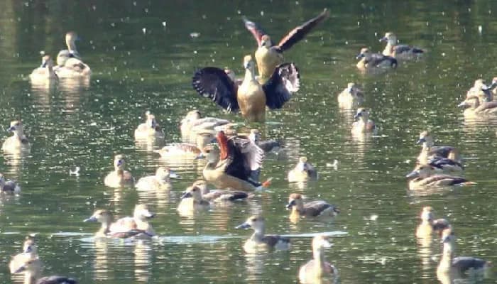 ক্যাম্পাসে ঝাঁকে ঝাঁকে অতিথি পাখির আগমন