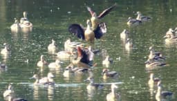 ক্যাম্পাসে ঝাঁকে ঝাঁকে অতিথি পাখির আগমন