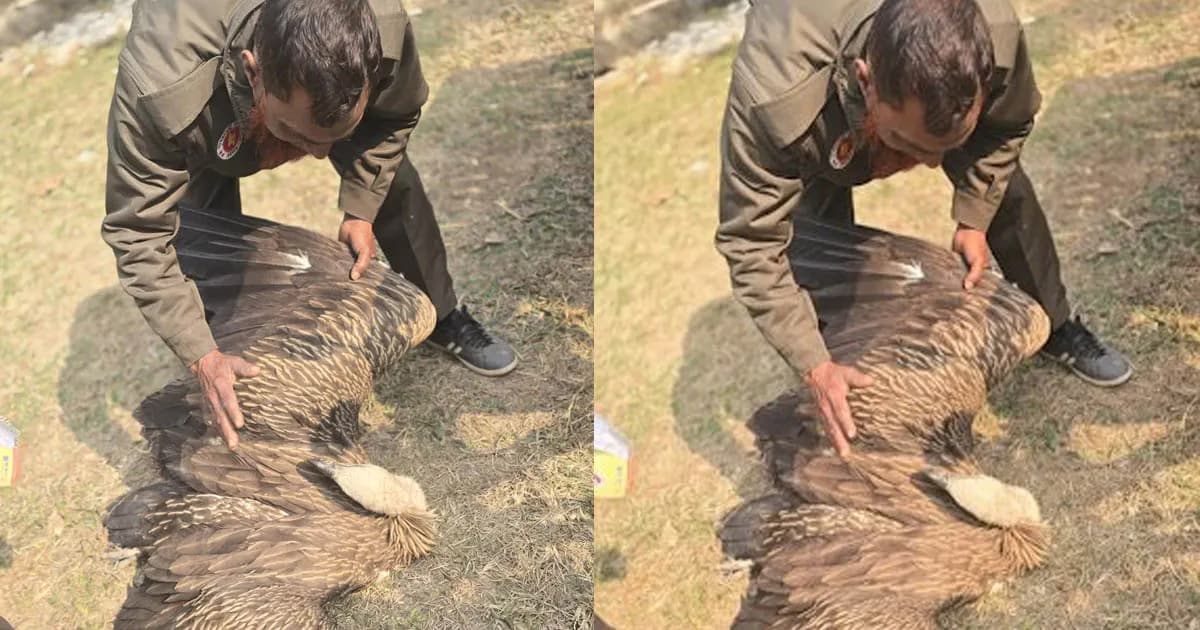 মহেশপুরে অসুস্থ হিমালয়ি শকুন উদ্ধার