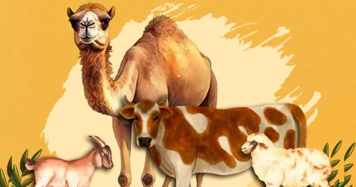 কোরবানির পশুর যেসব অংশ খাওয়া যাবে না