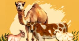 কোরবানির পশুর যেসব অংশ খাওয়া যাবে না