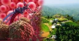 ভয়ংকর রূপে ফিরছে ম্যালেরিয়া, ছড়াচ্ছে পাহাড়ি এলাকা থেকে সমতলে