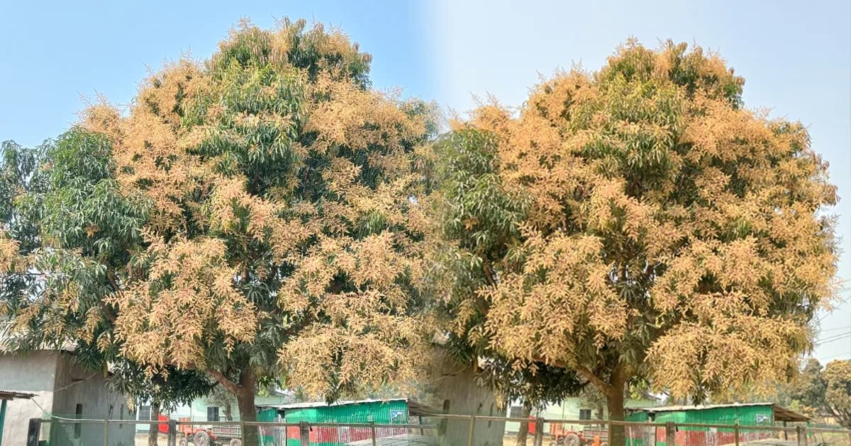 ভালুকায় গাছে গাছে আকাশ ছোঁয়া আমের মুকুল মৌমাছির গুঞ্জনে মুখরিত চারিদিক