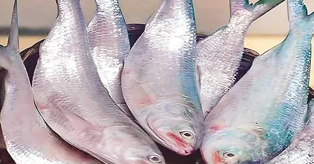 বৈশাখের আগেই ইলিশের দাম আকাশছোঁয়া, হতাশ ক্রেতারা