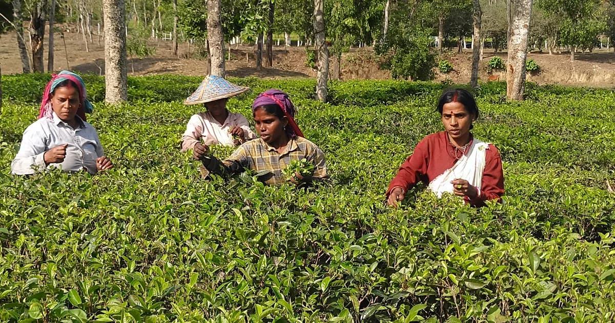 বৃষ্টির ছোঁয়ায় চাঙা মৌলভীবাজারের চা বাগান, মৌসুমের শুরুতেই ব্যস্ত শ্রমিকরা