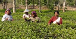 বৃষ্টির ছোঁয়ায় চাঙা মৌলভীবাজারের চা বাগান, মৌসুমের শুরুতেই ব্যস্ত শ্রমিকরা