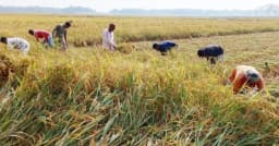 কিশোরগঞ্জে ধান কাটা ও মাড়াইয়ে ব্যস্ত কৃষকরা