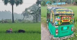 ধানক্ষেতে কিশোরীর মরদেহ, পাশে পড়ে ছিল অটোরিকশা