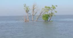 মাঠ পর্যবেক্ষণে দেখা দিল সুন্দরবনের বর্তমান সংকট