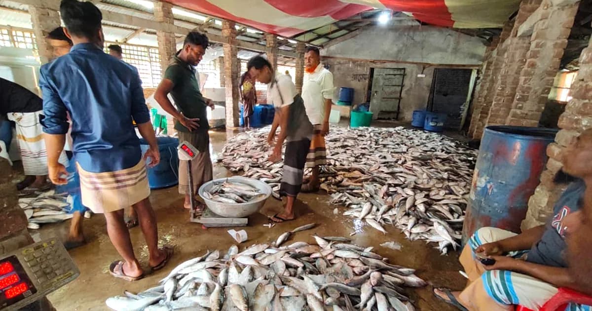 ভাগ্য খুলল জেলেদের, একটানে ধরা পড়ল ৩৩ লাখ টাকার ইলিশ