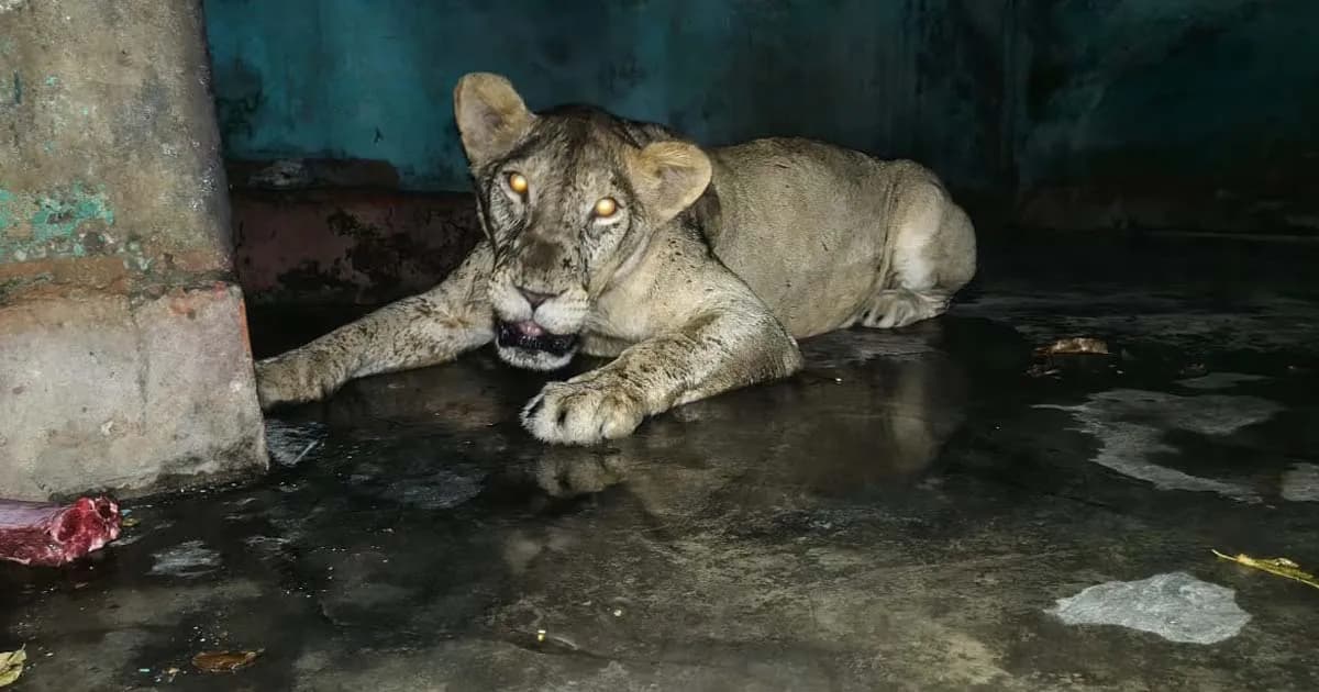 চিড়িয়াখানা থেকে বের হওয়া সিংহ খাঁচায় ফিরল, তদন্ত কমিটি গঠন
