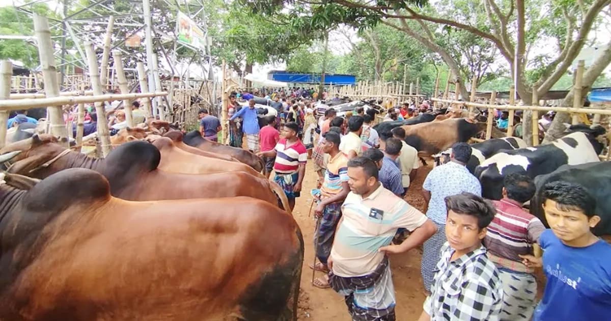 কোরবানির হাটে যেভাবে চিনবেন কৃত্রিমভাবে মোটাতাজা পশু