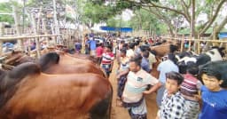 কোরবানির হাটে যেভাবে চিনবেন কৃত্রিমভাবে মোটাতাজা পশু