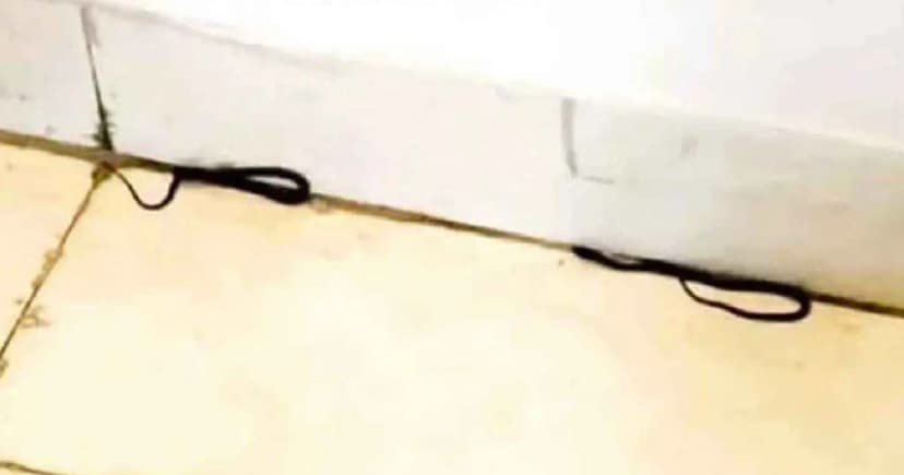 শিক্ষা মন্ত্রণালয়ের করিডোরে একসঙ্গে ঘুরে বেড়াচ্ছিল ৩ সাপ