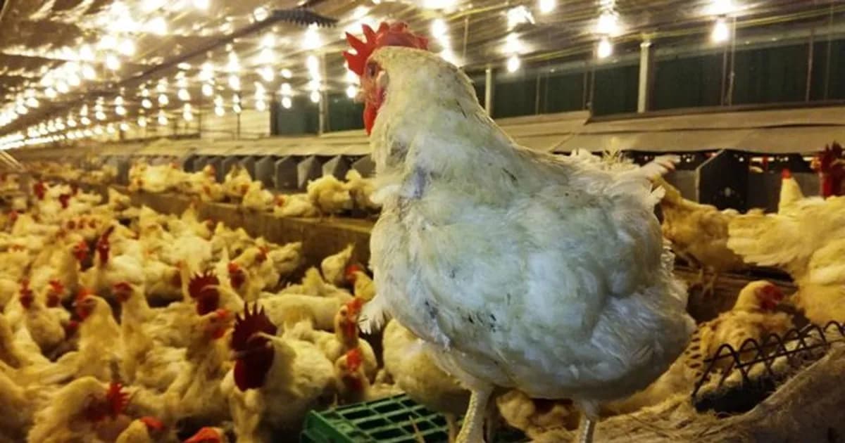 পোল্ট্রি শিল্পের নিয়ন্ত্রণে সিন্ডিকেট, নিঃস্বের পথে খামারিরা