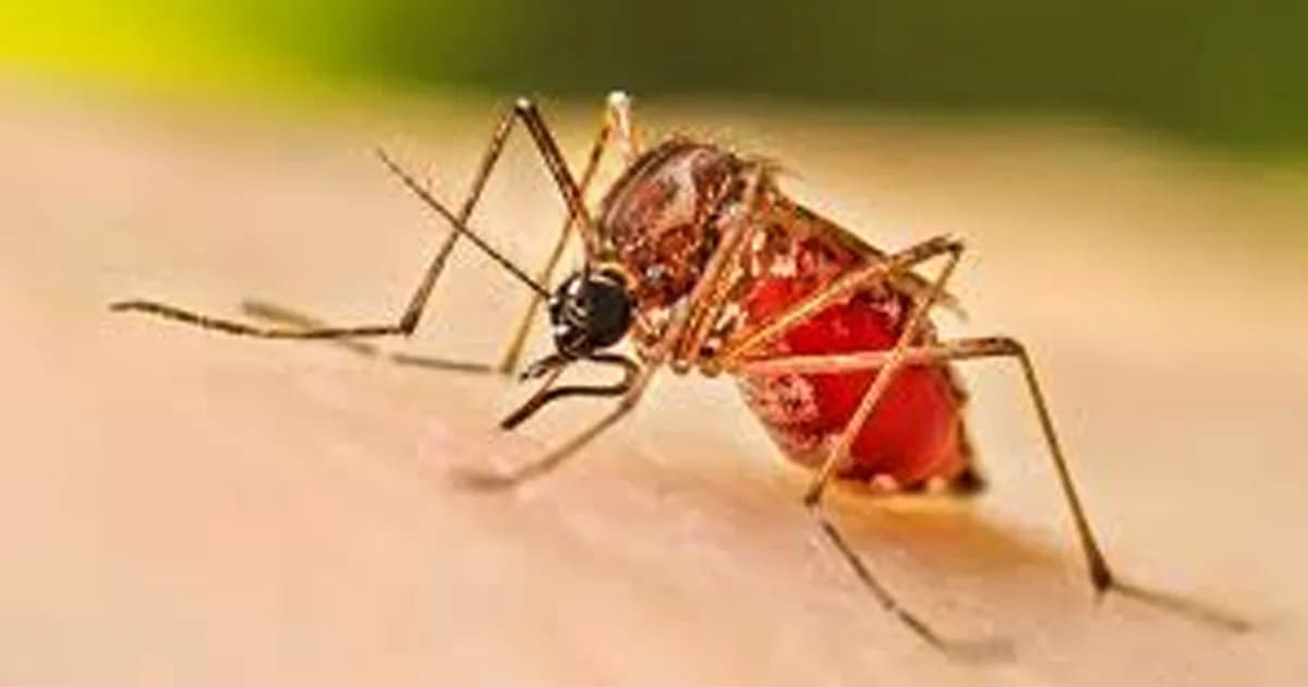ডেঙ্গুতে আরও ২ জনের মৃত্যু, হাসপাতালে ভর্তি ৭১৫