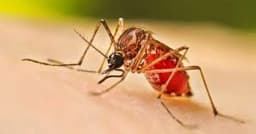 ডেঙ্গুতে আরও ২ জনের মৃত্যু, হাসপাতালে ভর্তি ৭১৫