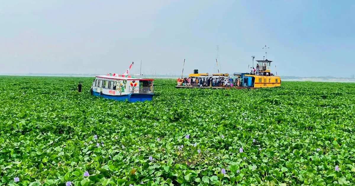 কচুরিপানার স্তূপে থমকে ফেরি, বাঞ্ছারামপুর-আড়াইহাজার নৌপথে চরম ভোগান্তি